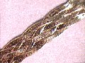 collier 42 cm